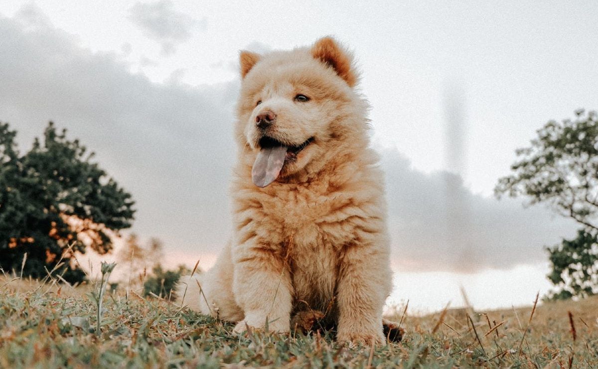 Perro chino que online parece peluche